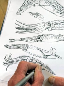 Cephalopod art