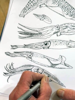 Cephalopod art