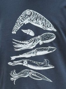 cephalopods close up detail