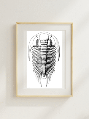 St Davids Giant Trilobite Poster