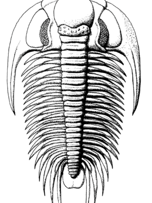 St Davids Giant Trilobite Poster