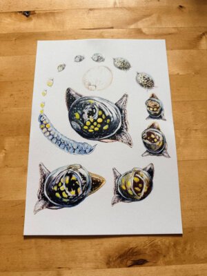 Glutinous Snail A4 art print, showing the lifecycle of the glutinous snail.