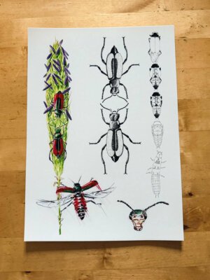Scarlet Malachite Beetle A4 print
