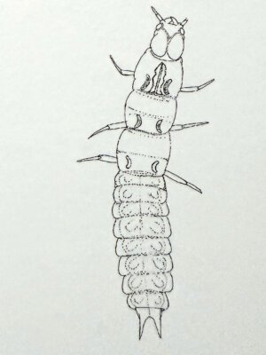 Scarlet Malachite Beetle Larvae art