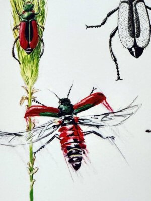 Scarlet Malachite Beetle A4 print -beetle in flight close-up